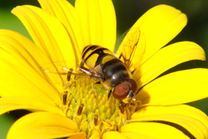 Fleurs-et-abeilles