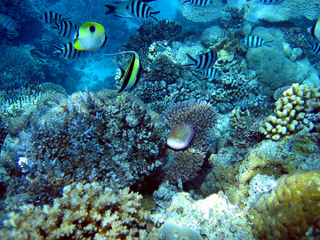 corail
