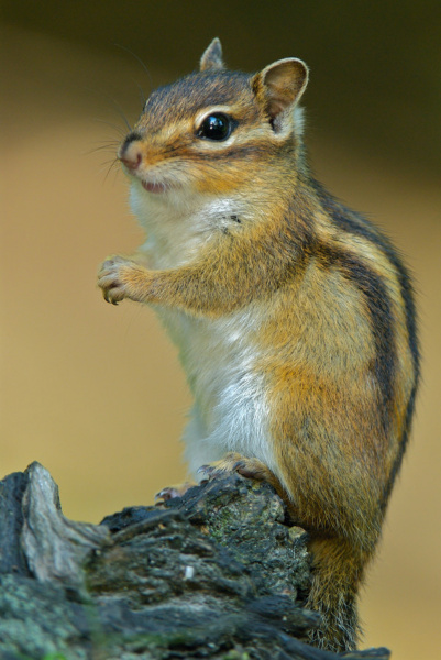 668l-tamia-de-siberie-tamias-sibericus
