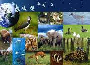 Biodiversite