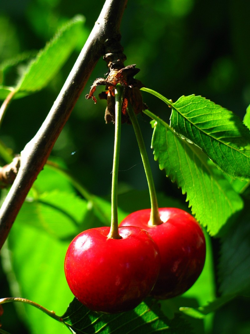 Cerise_livret_bio-alim_site_BD