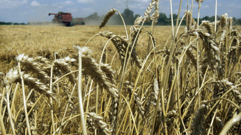 PC_081031ble-champ-agriculture-epis_8