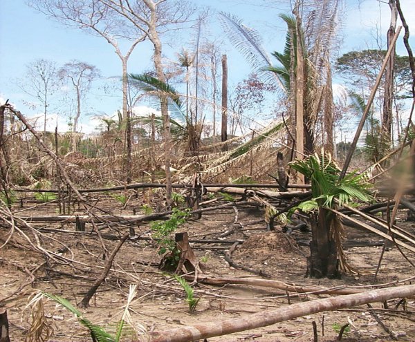 deforestation_palmier