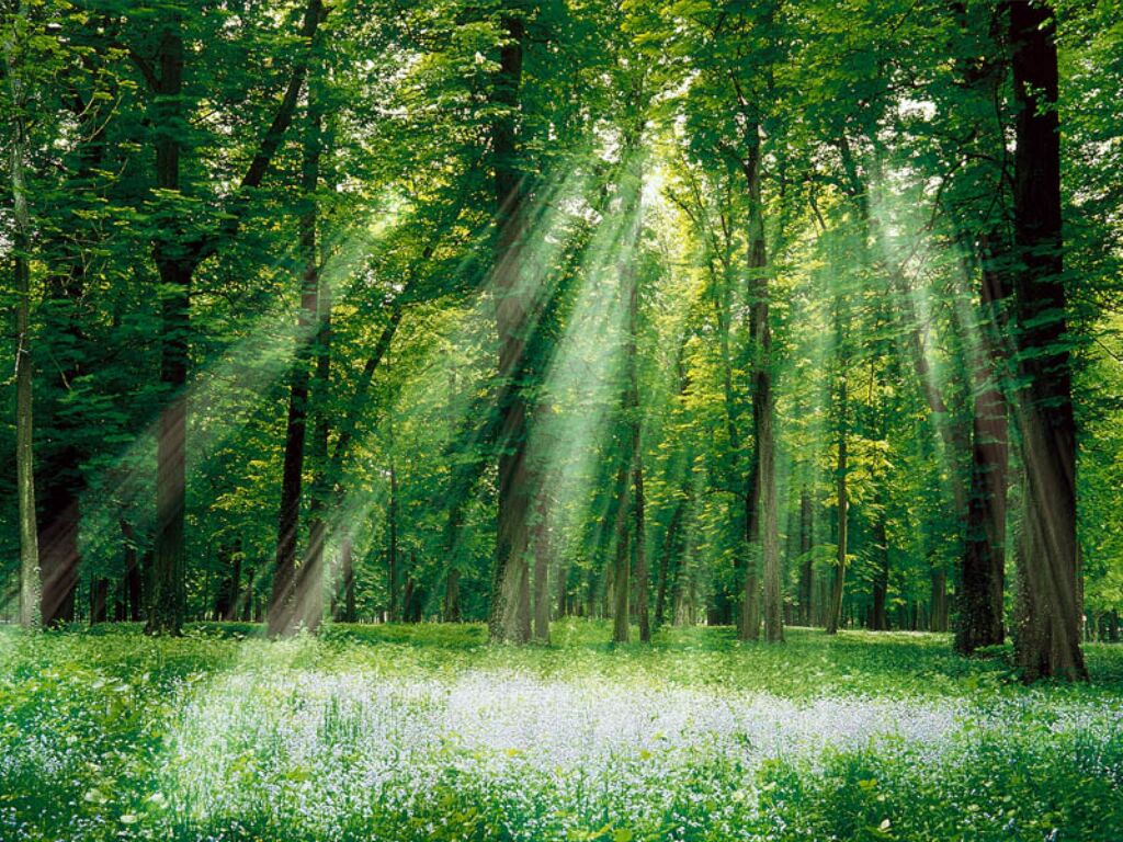 foret
