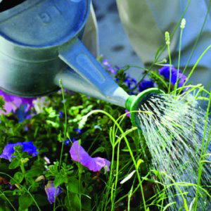 jardinage-article